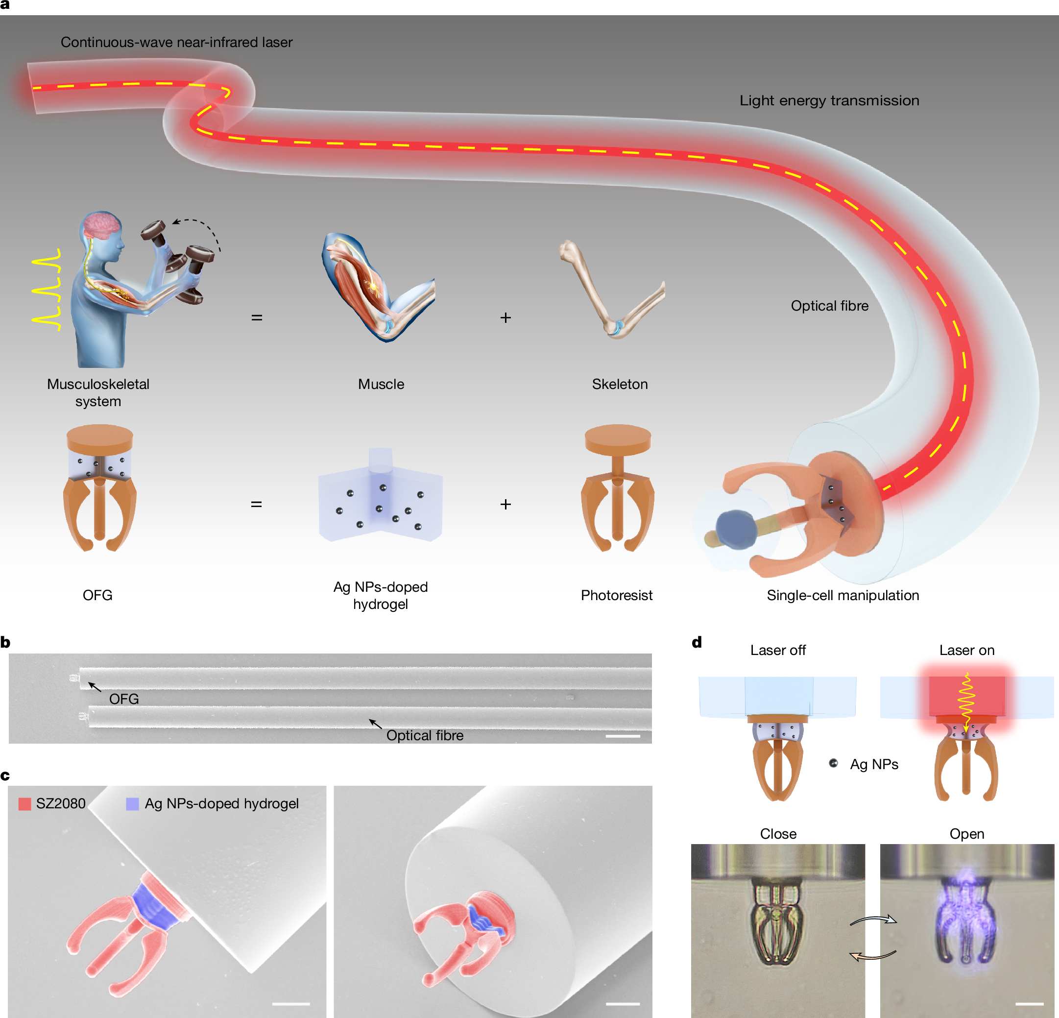 Fig. 1:Bioinspired muscle–bone structural design of 3D OFG.